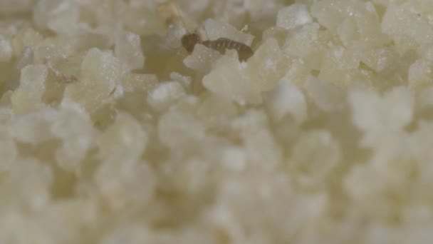 Besouros minúsculos na semolina. Imagens macro com insetos em alimentos . — Vídeo de Stock