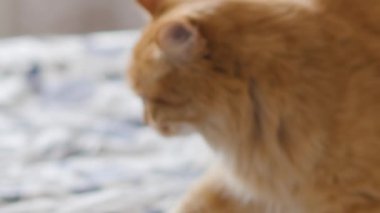 Tatlı kızıl kedi yatakta rahat bir şekilde uyumaya başlıyor. Evdeki tüylü evcil hayvan.