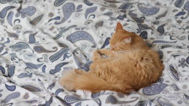 Tatlı kızıl kedi yatakta pençelerini yalıyor. Yumuşak evcil hayvan battaniyeye rahatça yerleşti. Konforlu ev.