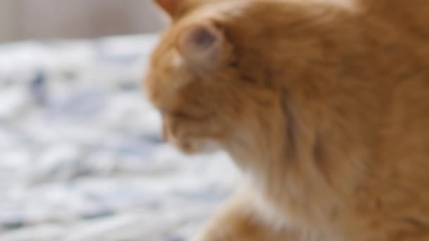 可爱的生姜猫舒服地睡在床上.毛绒绒的宠物在舒适的家. — 图库视频影像