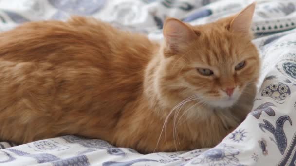 Carino gatto zenzero dorme a letto. Soffici animali domestici comodamente sistemati sulla coperta. Accogliente casa . — Video Stock