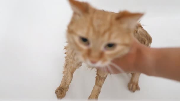 Vrouw wast schattige gember kat. pluizig nat huisdier miauwt en probeert te ontsnappen uit bad. — Stockvideo