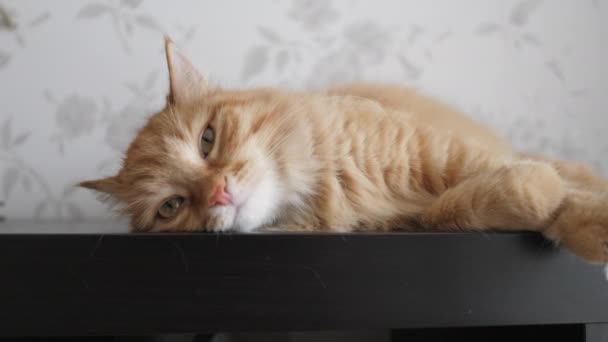Söt ingefära katt liggande på hyllan. Fluffigt husdjur sitter hemma i karantän utan att gå ut. Långsamma rörelser. — Stockvideo