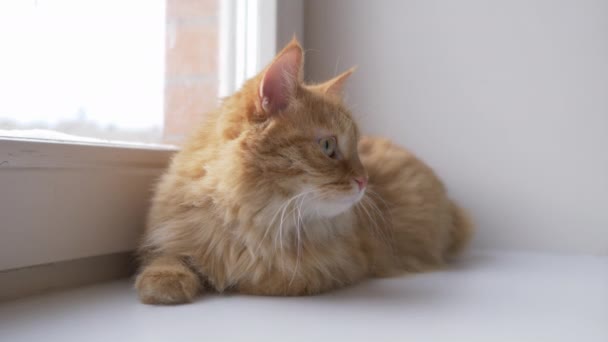 Симпатичная рыжая кошка лежит на подоконнике. Пушистый питомец сидит дома в карантине, не выходя на улицу. Медленное движение . — стоковое видео