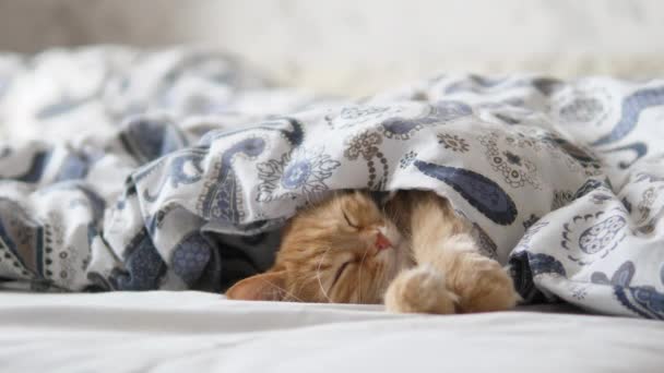 Kucing Ginger lucu tidur di tempat tidur. Hewan peliharaan lembut nyaman menetap di bawah selimut. — Stok Video