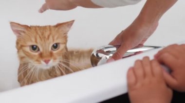 Kadın güzel zencefilli kedi yıkıyor. Yumuşak ıslak ev hayvanları miyavlıyor ve küvetten kaçmaya çalışıyor..