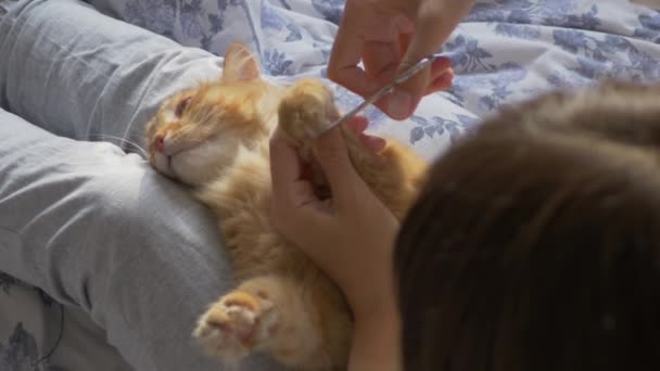 女性はベッドに座り、かわいい生姜猫のはさみの爪を切ります。喜びとふわふわのペットを追求し、その後彼女の膝を残します。居心地の良い家で朝の就寝. — ストック動画