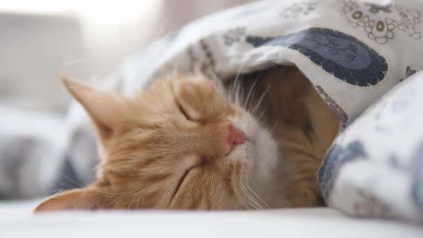 Carino gatto zenzero dorme a letto. Soffici animali domestici comodamente sistemati sotto coperta . — Video Stock