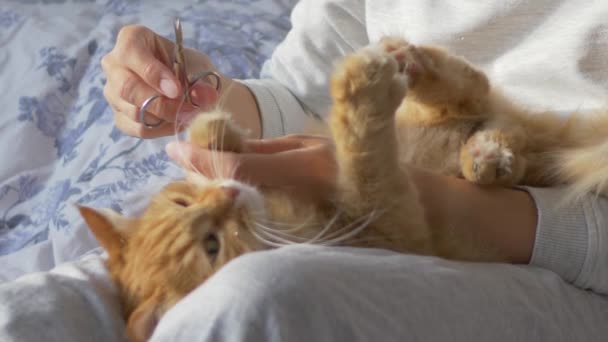 女人坐在床上,把可爱的生姜猫剪刀的爪子割破了.毛绒绒的宠物欢声笑语，然后反抗。早上睡在舒适的家. — 图库视频影像