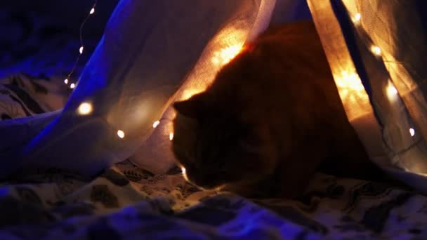 리넨 시트로 침대 위에 만든 아이들의 텐트에 누워 있는 귀여운 생강 고양이. 아늑 한 저녁. — 비디오