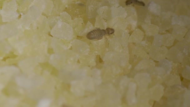 小甲虫在semolina 。食物中含有昆虫的宏观画面. — 图库视频影像