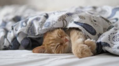 Tatlı kızıl kedi yatakta uyuyor. Yumuşak evcil hayvan rahatça battaniyenin altına yerleştirildi..