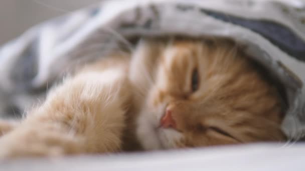 Söt ingefära katt sover i sängen. Fluffigt husdjur bekvämt bosatte sig under filt. — Stockvideo