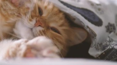 Tatlı kızıl kedi yatakta uyuyor. Yumuşak evcil hayvan rahatça battaniyenin altına yerleştirildi..