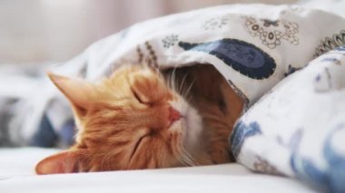 Tatlı kızıl kedi yatakta uyuyor. Yumuşak evcil hayvan rahatça battaniyenin altına yerleştirildi..