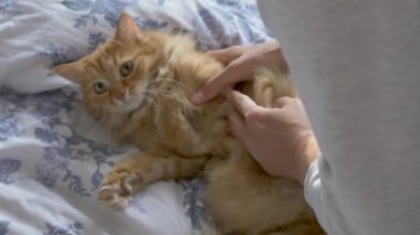Kadın yatakta oturur ve zencefilli kedi makaslarını okşar. Yumuşak bir hayvan zevkle mırıldanıyor, sonra da dizlerini bırakıyor. Sıcak evde sabah yatma vakti..
