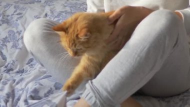 Kadın yatakta oturup sevimli kızıl kedi makaslarının pençelerini kesiyor. Yumuşak evcil hayvan direniyor. Sıcak evde sabah yatma vakti..