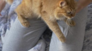Kadın yatakta oturup sevimli kızıl kedi makaslarının pençelerini kesiyor. Yumuşak evcil hayvan direniyor. Sıcak evde sabah yatma vakti..