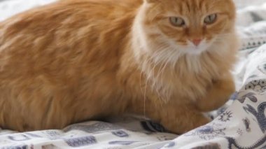 Tatlı kızıl kedi yatakta rahat bir şekilde uyumaya başlıyor. Evdeki tüylü evcil hayvan.