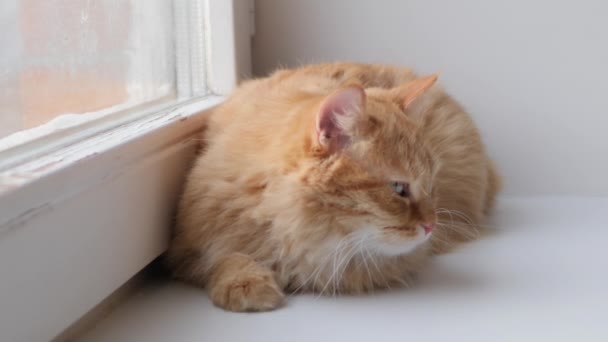 Χαριτωμένη γάτα τζίντζερ ξαπλωμένη στο περβάζι. Χνουδωτό κατοικίδιο κάθεται στο σπίτι σε καραντίνα χωρίς να περπατήσει έξω. Αργή κίνηση. — Αρχείο Βίντεο