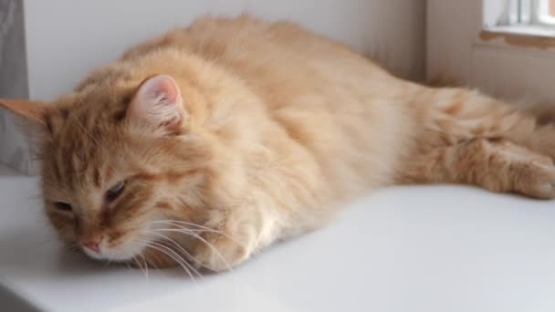 Lindo gato jengibre acostado en el alféizar. Fluffy mascota se sienta en casa en cuarentena sin salir a caminar. Movimiento lento . — Vídeos de Stock