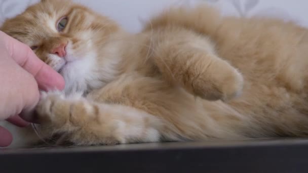 男は棚にかわいい生姜猫をストロークします。喜びとふわふわのペットを追求します。居心地の良い家. — ストック動画