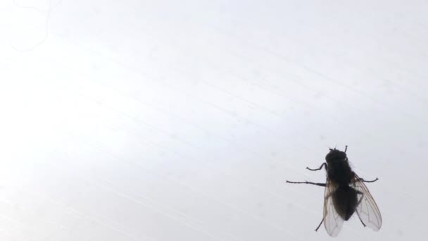 Voler ramper sur une fenêtre sale. Images macro avec insectes rampant sur la surface du verre . — Video