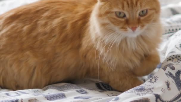 Mignon chat roux s'installe pour dormir confortablement au lit. Animaux de compagnie moelleux dans une maison confortable .