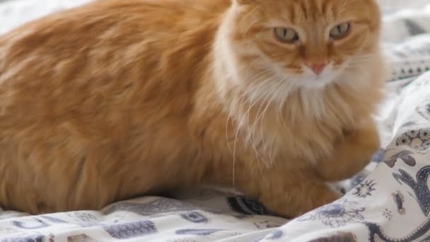 Lindo gato jengibre se instala para dormir cómodamente en la cama. Mascota esponjosa en casa acogedora . — Vídeos de Stock