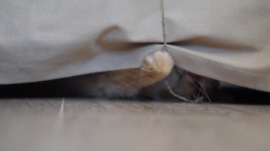 Tatlı kızıl kedi doğal halatla oynuyor. Yumuşak bir hayvan kanepenin altında yatar ve patisiyle ipliği yakalar. Oyuncu hayvan..