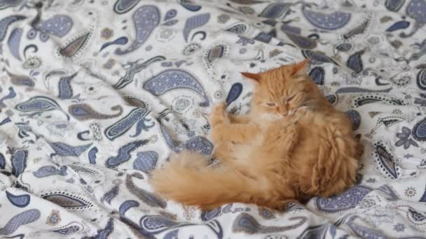 Cute ginger cat licks its paws in bed. Fluffy pet comfortably settled on blanket. Cozy home. — Stock Video