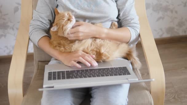 Donna in abiti da casa grigio a distanza funziona con il computer portatile e carino gatto zenzero sulle ginocchia. Blocco di Coronavirus. Quarantena a causa del COVID-19 . — Video Stock