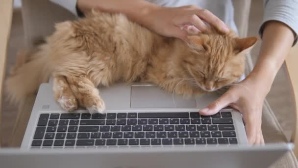 Wanita berpakaian abu-abu rumah remote bekerja dengan laptop dan kucing jahe lucu di lututnya. Coronavirus terkunci. Karantina karena COVID-19. — Stok Video