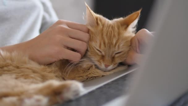 グレーの家の服を着た女性は、膝の上にノートパソコンとかわいい生姜猫でリモートワークします。コロナウイルスのロックダウン。COVID-19による検疫. — ストック動画