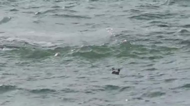 Martılar dalgaların üzerinde sallanırlar. Karadeniz, Soçi, Rusya.