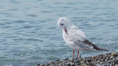Kayalık bir sahilde martı. Beyaz deniz kuşu deniz sörfünün yanında duruyor. Soçi, Rusya.