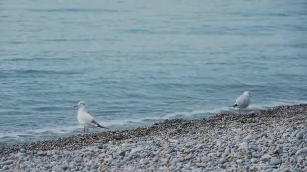 Racci na skalnaté pláži. Bílý mořský pták kráčí podél mořského příboje. Soči, Rusko. — Stock video