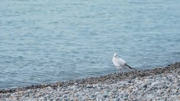 Seagull on a rocky beach. White sea bird stays by the sea surf. Sochi, Russia. — Stock Video