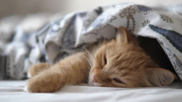 Niedliche Ingwerkatze schläft im Bett. Flauschiges Haustier bequem unter Decke niedergelassen. — Stockvideo