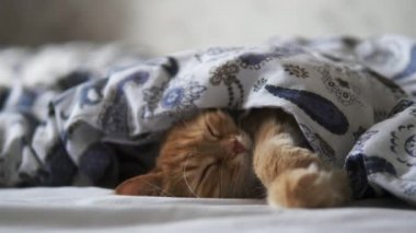 Tatlı kızıl kedi yatakta uyuyor. Yumuşak evcil hayvan rahatça battaniyenin altına yerleştirildi..