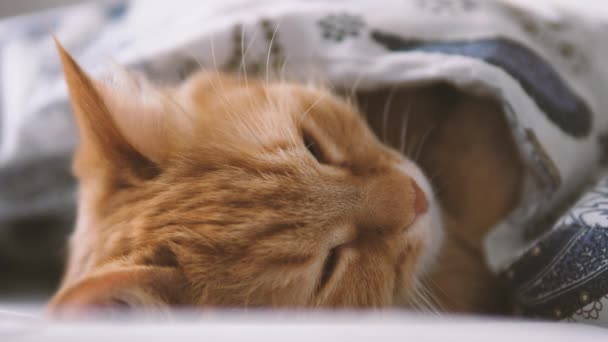 Tatlı kızıl kedi yatakta uyuyor. Yumuşak evcil hayvan rahatça battaniyenin altına yerleştirildi.. — Stok video