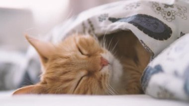 Tatlı kızıl kedi yatakta uyuyor. Yumuşak evcil hayvan rahatça battaniyenin altına yerleştirildi..