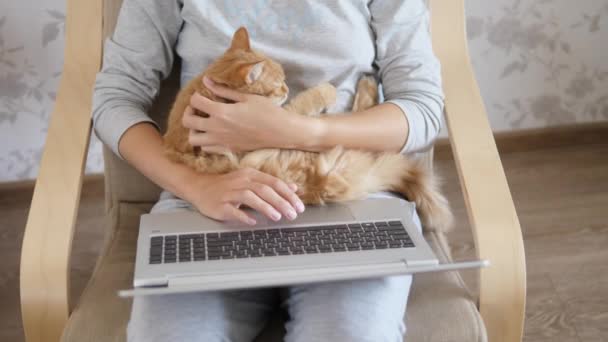 Kvinna i grått hem kläder fjärrkontroll fungerar med laptop och söt ingefära katt på knä. Coronavirus avstängt. Karantän på grund av COVID-19. — Stockvideo