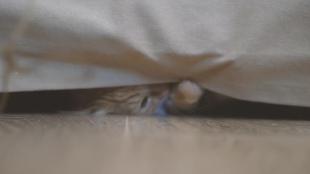 Mignon gingembre chat joue avec corde naturelle. animal pelucheux se trouve sous le canapé et attrape le fil avec la patte. Animal ludique . — Video