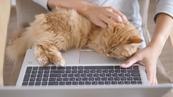 Жінка в сірому домашньому одязі дистанційно працює з ноутбуком і милий імбирний кіт на колінах. Заблокування коронавірусу. Карантин через COVID-19 . — стокове відео