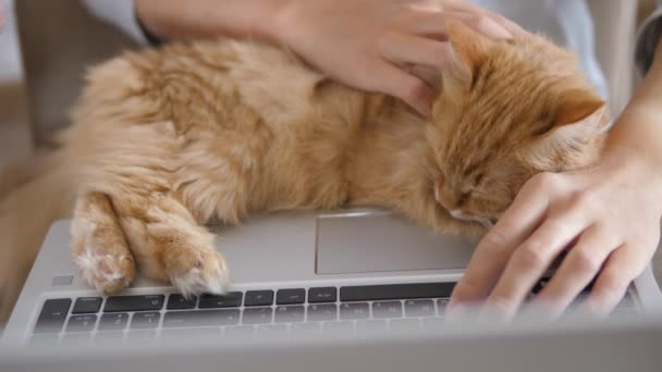 Gri elbiseli kadın uzaktan kumandalı dizüstü bilgisayarı ve dizlerinin üstünde kızıl kedisiyle çalışıyor. Coronavirus kilitlendi. COVID-19 yüzünden karantina. — Stok video