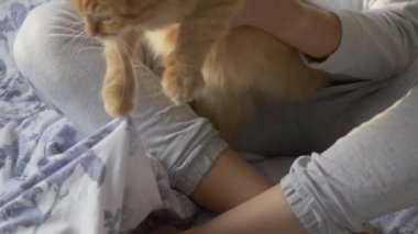 Kadın yatakta oturup sevimli kızıl kedi makaslarının pençelerini kesiyor. Yumuşak evcil hayvan direniyor. Sıcak evde sabah yatma vakti..