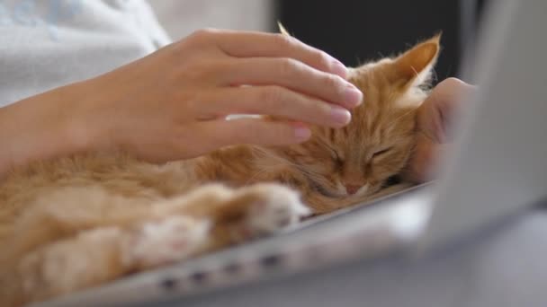 Egy szürke ruhás nő távirányítóval dolgozik laptoppal és cuki vörös macskával a térdén. A koronavírus lezárása. Karantén a COVID-19 miatt. — Stock videók
