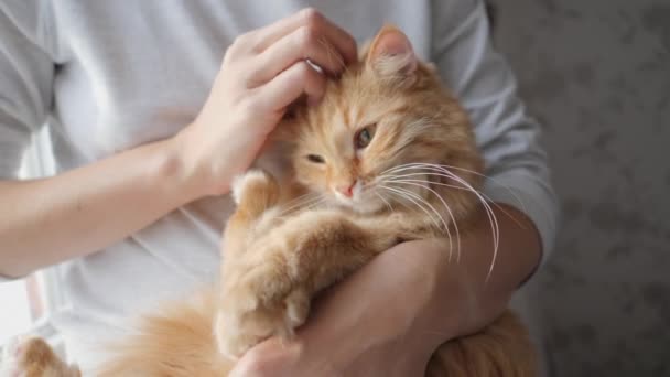 Vrouw streelt schattige gember kat op vensterbank. Fluffy huisdier spinnen met plezier. Gezellig thuis. — Stockvideo