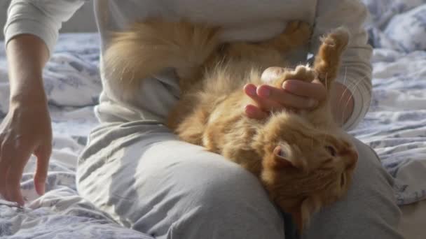 Vrouw zit in bed en snijdt de klauwen van schattige gember kattenschaar. Fluffy huisdier spinnen met plezier. 's Ochtends bedtijd in gezellig huis. — Stockvideo